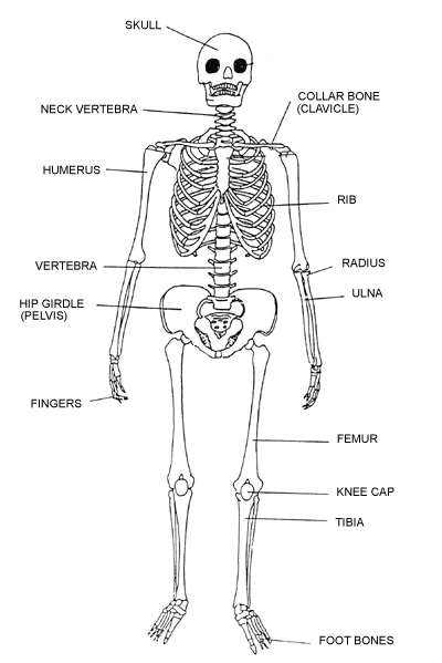 labeled human skeleton