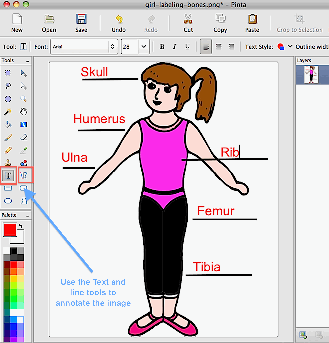how to label the skeletal bones