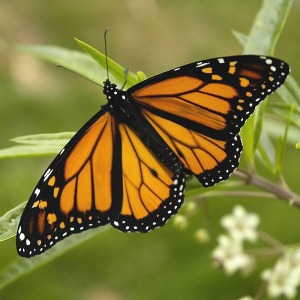 adult