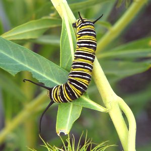 butterfly larva