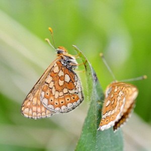 marsh fritillary adults
