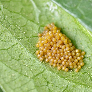 marsh fritillary eggs