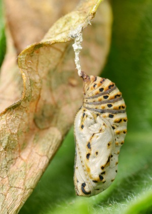 marsh fritillary pupa