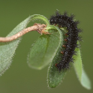 marsh fritillary larva