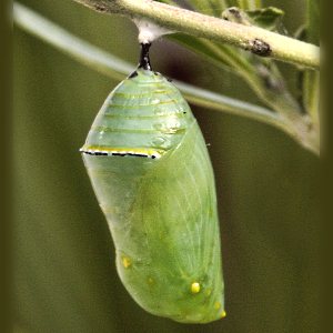 butterfly pupa