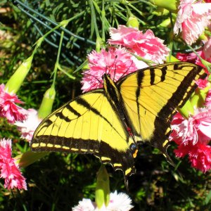 swallowtail butterfly