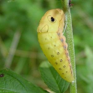 swallowtail pupa