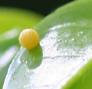 swallowtail egg
