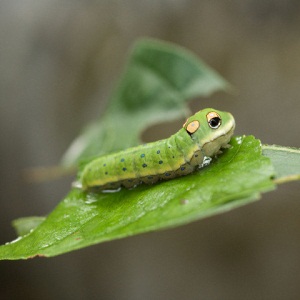 swallowtail larva