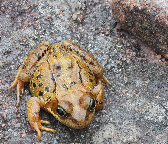 adult frog