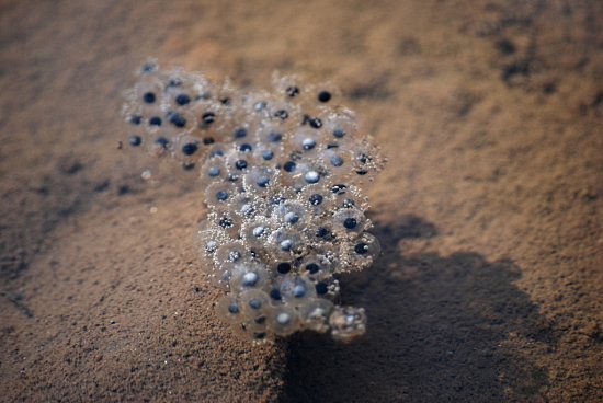frog eggs