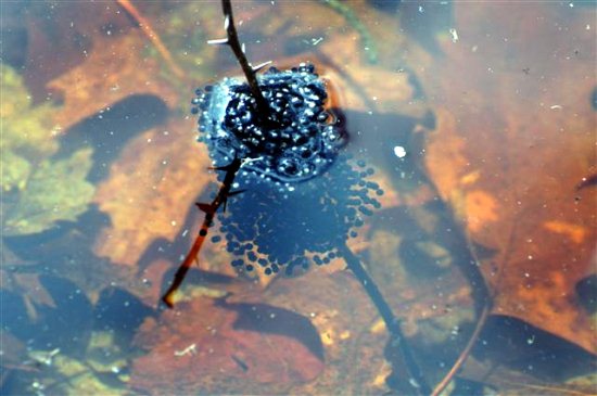 frog eggs