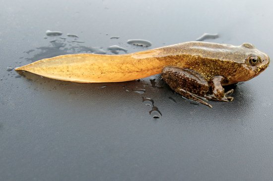 froglet