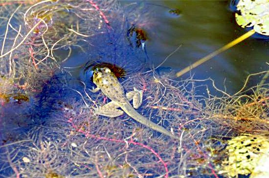 froglet