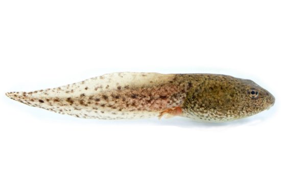 tadpole
