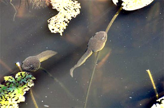 tadpole