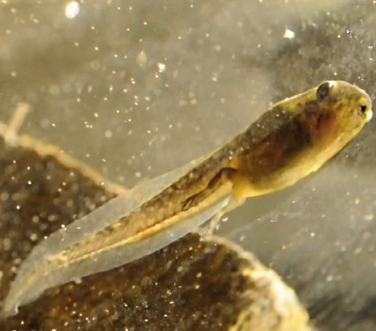 tadpole with legs