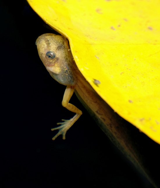 tadpole with legs